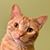 Mary Vaughan's profile image