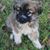 Trish A. Rogers's profile image