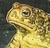 Brill S.'s profile image