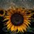 Anna Stubbs's profile image