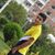 Amin Bijani's profile image