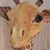 Susan Niezing's profile image
