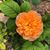 Shelli Chism-Chandler's profile image