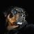 Mathew Behrendt's profile image