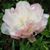 Edna M. Rankine's profile image