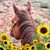 Teri Mansir's profile image