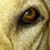 Tonja Reeves's profile image
