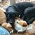 Rosanne Dee's profile image