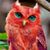 Dixie Fusilier's profile image
