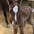 Stefanie Dawn Collinsworth's profile image