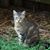 Ramona Anne Foy White's profile image