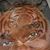 Tiger Siler's profile image