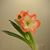 Chen Jia's profile image