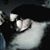 Dee Mocek's profile image
