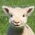 Marie Wright's profile image