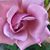 Hoa Tran's profile image
