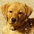 Tammy Rop's profile image