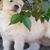 Gold Pups's profile image