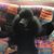 Dawn Johnson's profile image