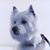 Donna Malisos's profile image