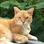 Henry Carter Gelats's profile image