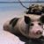 Cristian R. Cuevas's profile image