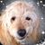 Jennifer McLelland's profile image