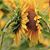 Karen Einselen Troutman's profile image