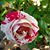 Trish Stephenson's profile image
