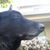 Sharon Davies's profile image