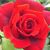 Pam Richmeier Dailey's profile image
