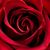 Rose Lausten Miller's profile image