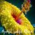 Jennifer Yard's profile image