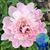 Nina DeSantis's profile image