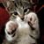 Swannerp Masterson's profile image