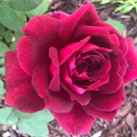Debi Collins's profile image