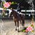 Annemarie Ross's profile image