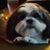 Stella Grodzinskaya's profile image