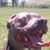 Dane Stauder's profile image