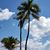Lisa Lawhorne's profile image