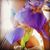 Camille Kaye Burk's profile image