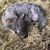 Bobbie Riggs-Jackson's profile image