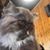 Antoinette Lemoine's profile image