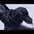 Robert-David Jones's profile image