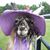 Joanna Malandruccolo's profile image
