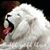 Omar Batson's profile image