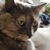 Susie Miller's profile image