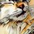 Debbie Wolfe's profile image