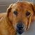 Randi Simon-Serey's profile image
