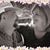 Cheryl Bolen's profile image